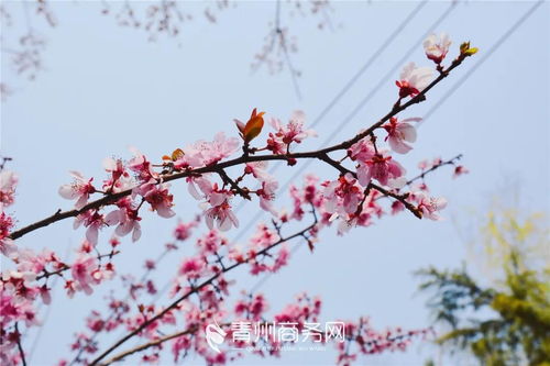 垂丝海棠叶子图片
